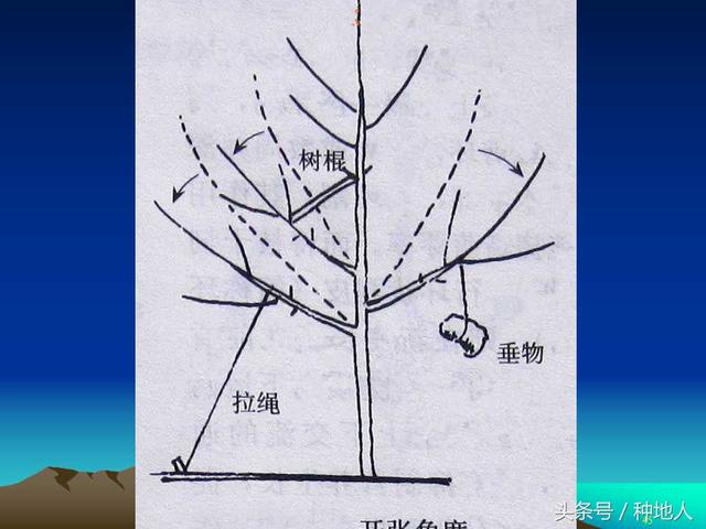 核桃整形修剪技术图解