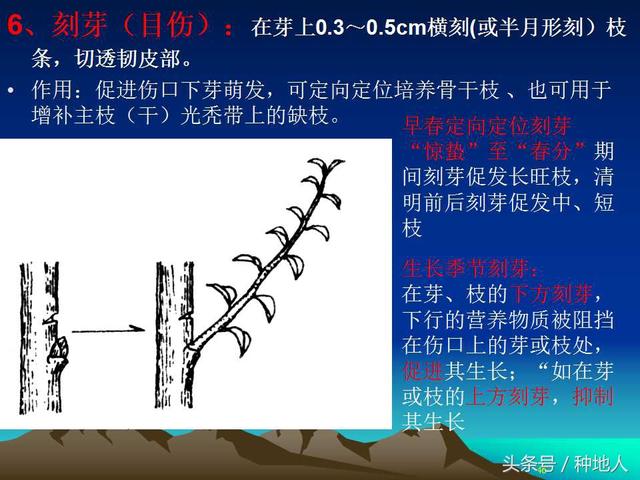 核桃整形修剪技术图解
