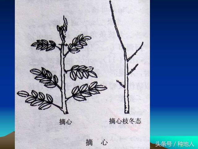 核桃整形修剪技术图解