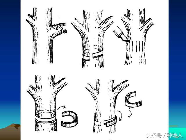 核桃整形修剪技术图解