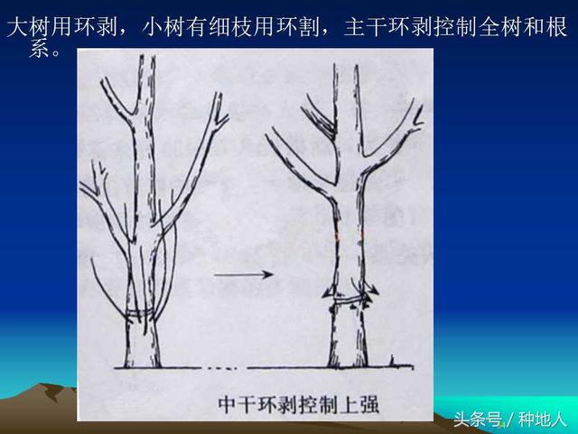 核桃整形修剪技术图解