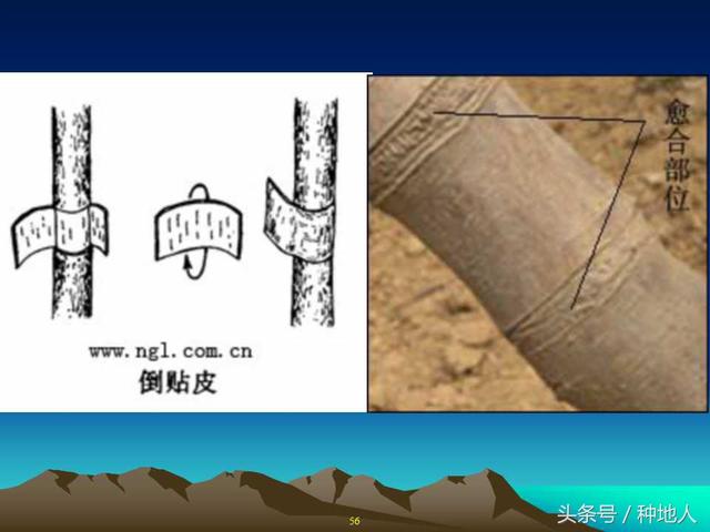 核桃整形修剪技术图解