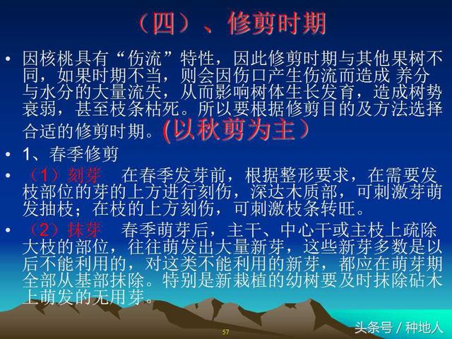 核桃整形修剪技术图解