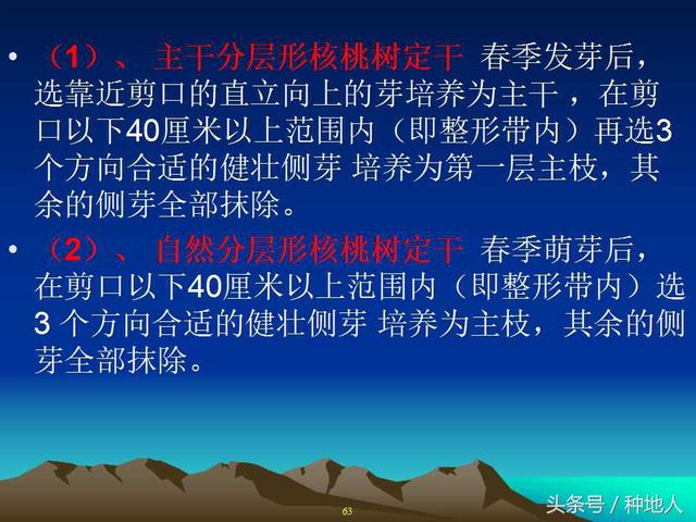 核桃整形修剪技术图解