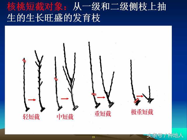 核桃整形修剪技术图解
