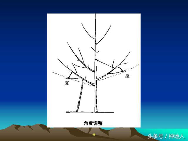 核桃整形修剪技术图解