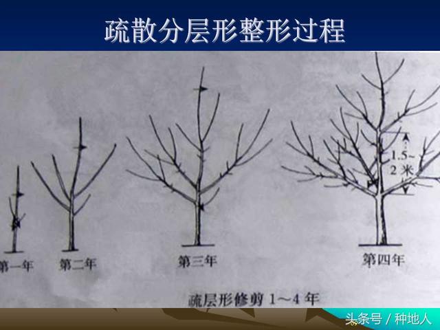 核桃整形修剪技术图解