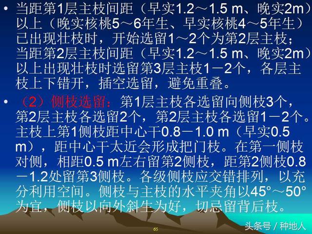 核桃整形修剪技术图解