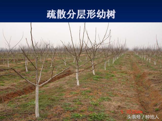 核桃整形修剪技术图解