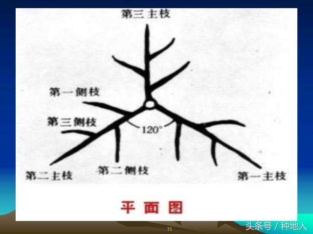 核桃整形修剪技术图解