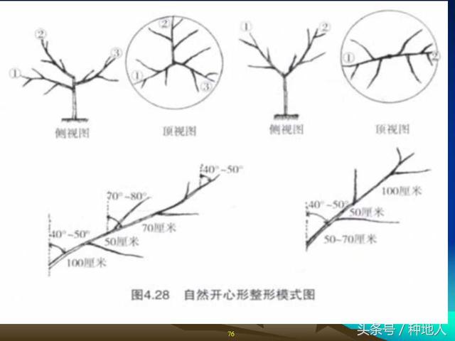 核桃整形修剪技术图解