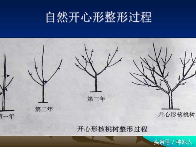 核桃整形修剪技术图解