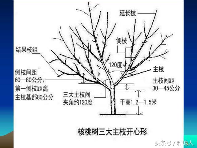 核桃整形修剪技术图解