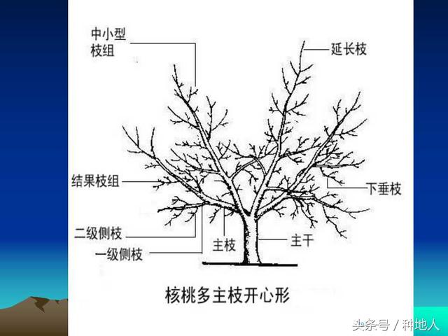 核桃整形修剪技术图解