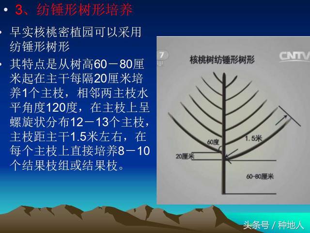 核桃整形修剪技术图解