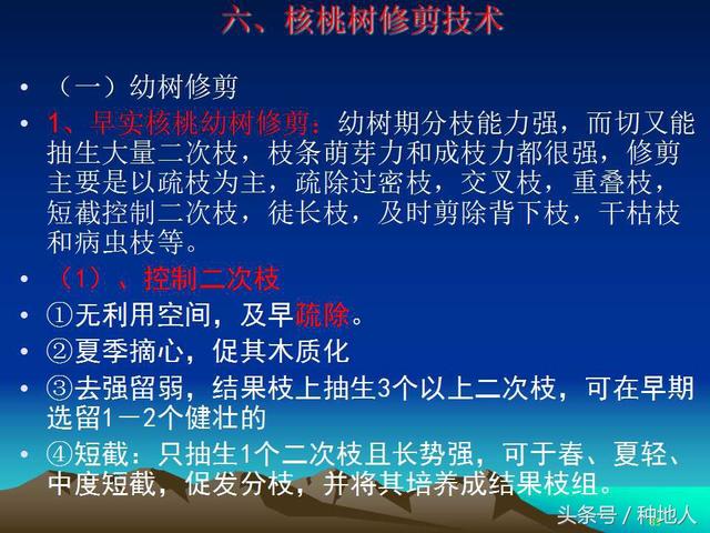 核桃整形修剪技术图解