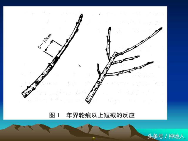 核桃整形修剪技术图解