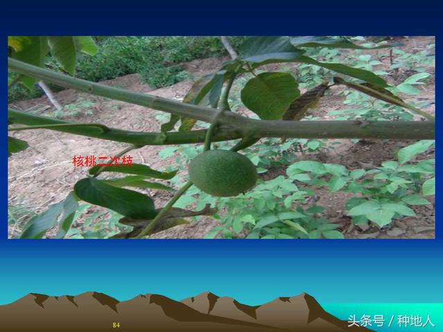 核桃整形修剪技术图解