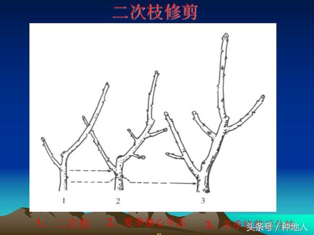 核桃整形修剪技术图解