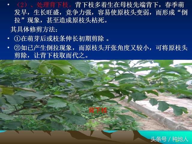 核桃整形修剪技术图解