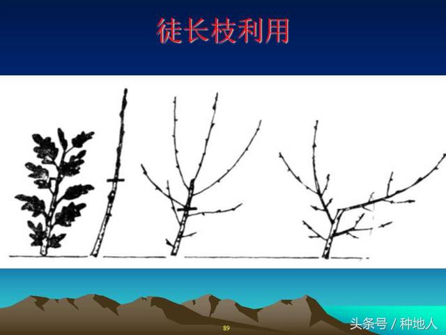 核桃整形修剪技术图解