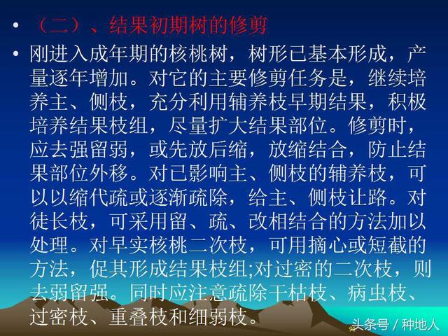 核桃整形修剪技术图解