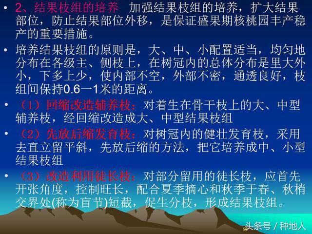 核桃整形修剪技术图解
