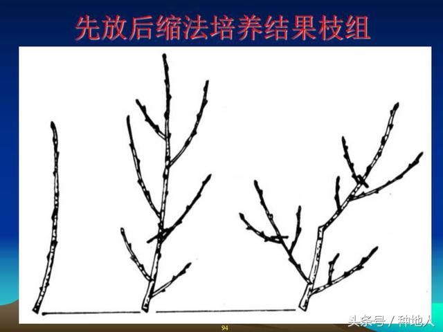 核桃整形修剪技术图解