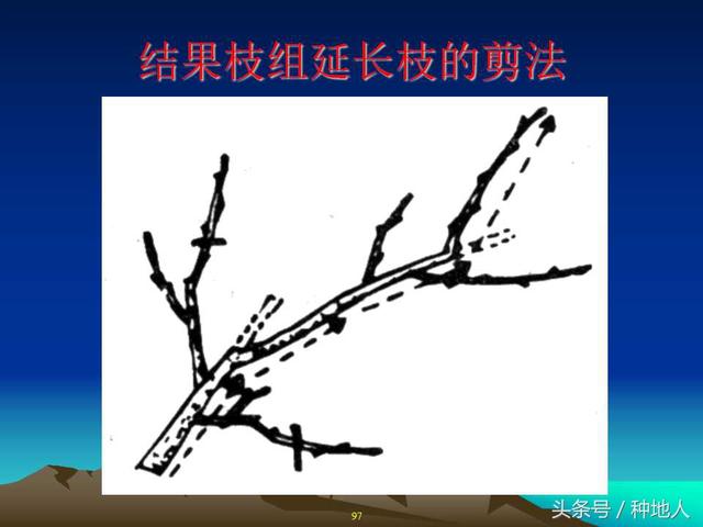 核桃整形修剪技术图解