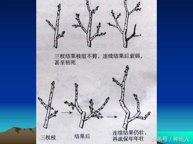 核桃整形修剪技术图解