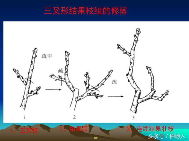 核桃整形修剪技术图解