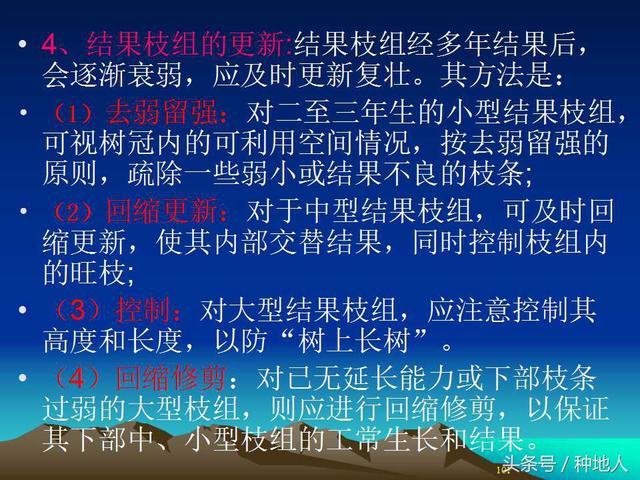 核桃整形修剪技术图解
