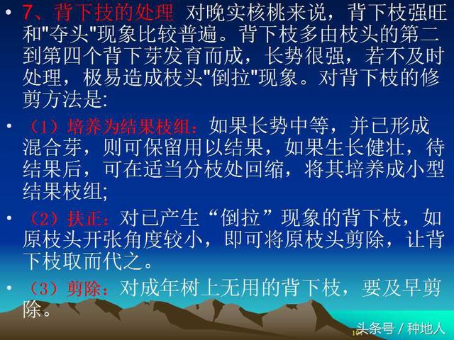 核桃整形修剪技术图解