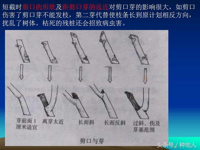 核桃整形修剪技术图解