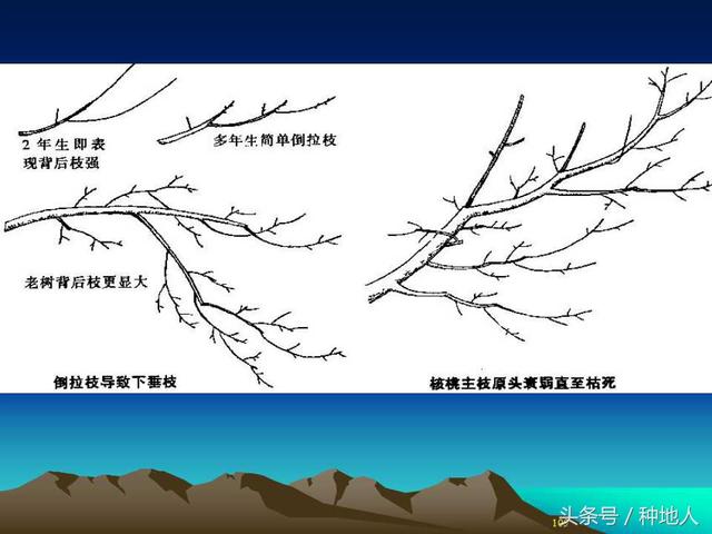 核桃整形修剪技术图解