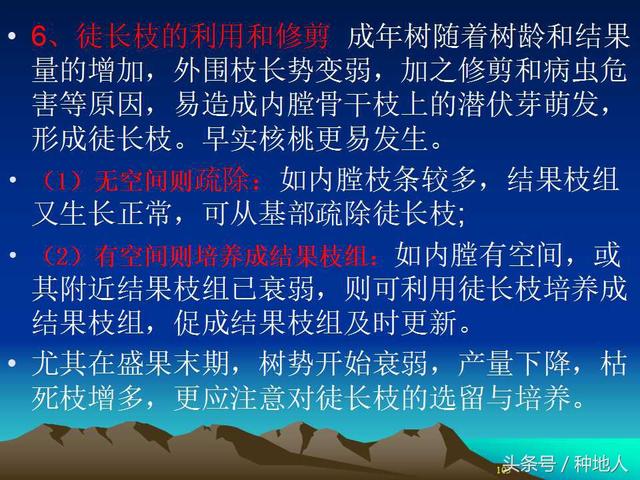 核桃整形修剪技术图解