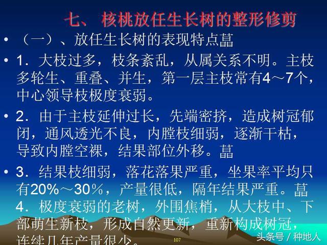 核桃整形修剪技术图解