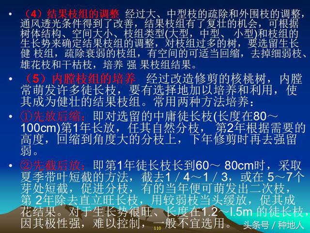 核桃整形修剪技术图解