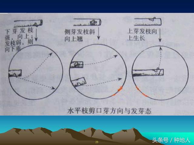 核桃整形修剪技术图解