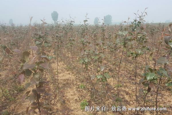 早酥红梨种植技术