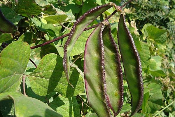 扁豆的科学栽培管理技术