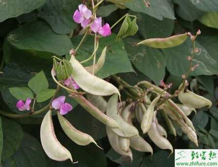 扁豆的科学栽培管理技术