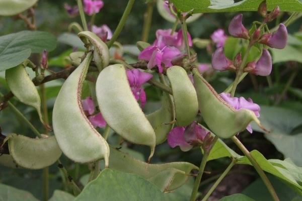 扁豆的科学栽培管理技术