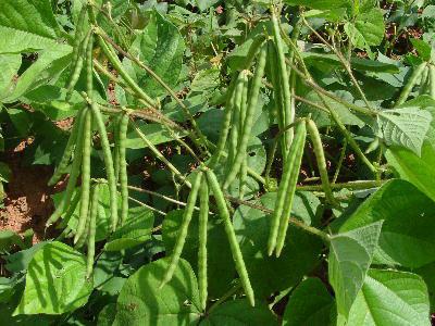 重庆的绿豆种植模式关键与玉米,甘薯,幼龄果树林地等间套作