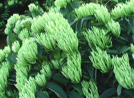 药用金银花种植