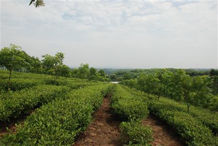 药用金银花种植