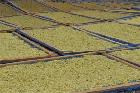 药用金银花种植