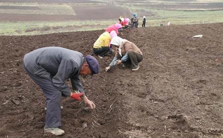 黄芩的种植技术