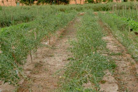 枸杞种植技术