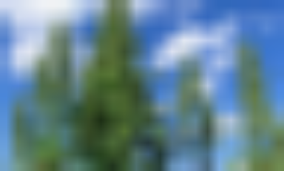 藜麦高产种植技术要点